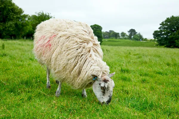 Grazing sheep — Stock Photo, Image