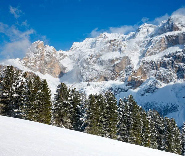 Alberi di abete su un pendio di montagna — Foto Stock