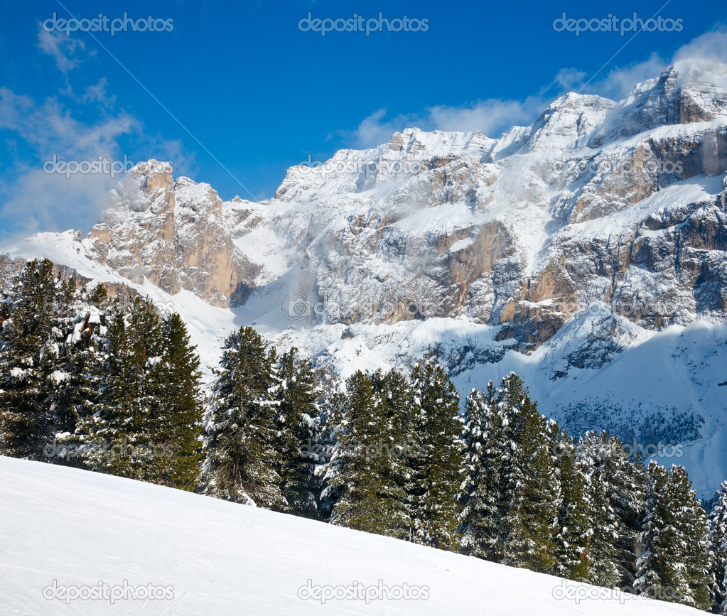 Fir trees on a mountain slope