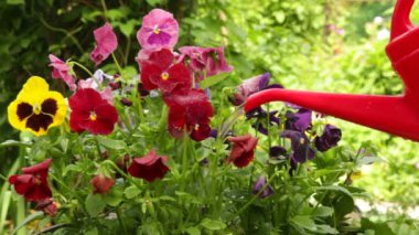 Bahçedeki çiçekleri sulamak