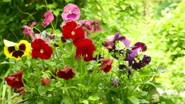 Flores en el jardín — Vídeo de stock