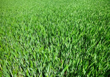 yeşil yapraklar arkaplan