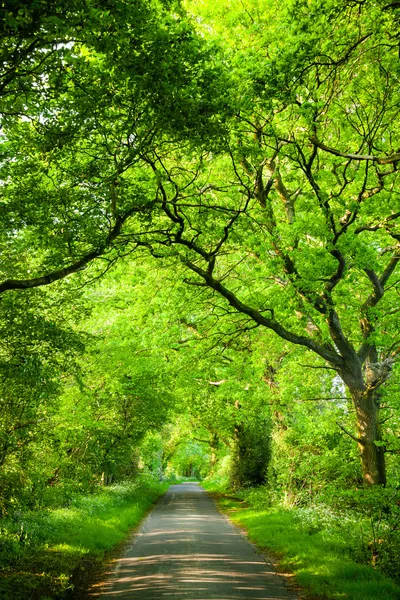 Yeşil meşe yol — Stok fotoğraf