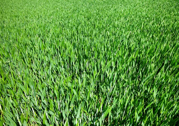 yeşil yapraklar arkaplan