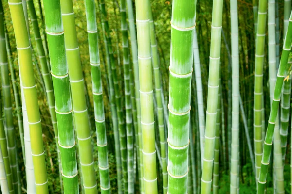 Floresta de bambu — Fotografia de Stock