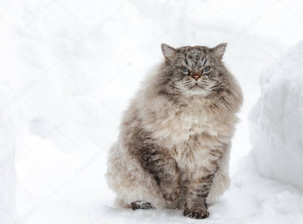 Covered with snowflakes Neva Masquerade Siberian domestic cat sitting in snow during winter