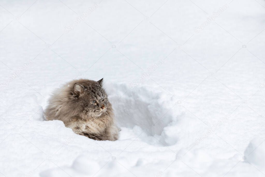 Covered with snow Neva Masquerade Siberian domestic cat sitting in a snowdrift during winter