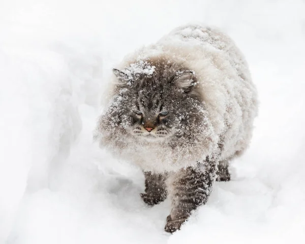 Cubierto Nieve Neva Mascarada Siberiano Gato Doméstico Caminando Través Deriva — Foto de Stock