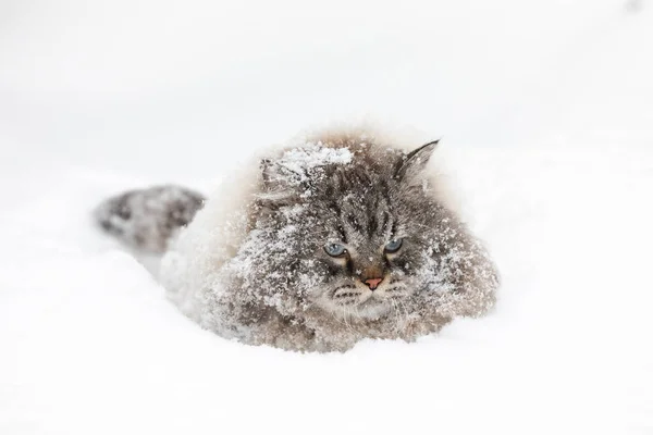 Bedekt Met Sneeuw Neva Masquerade Siberische Huiskat Zittend Een Sneeuwdrift — Stockfoto