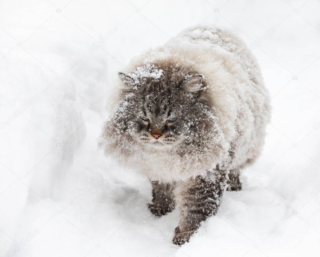 Covered with snow Neva Masquerade Siberian domestic cat walking through snowdrift unhappy to get out during wintertime