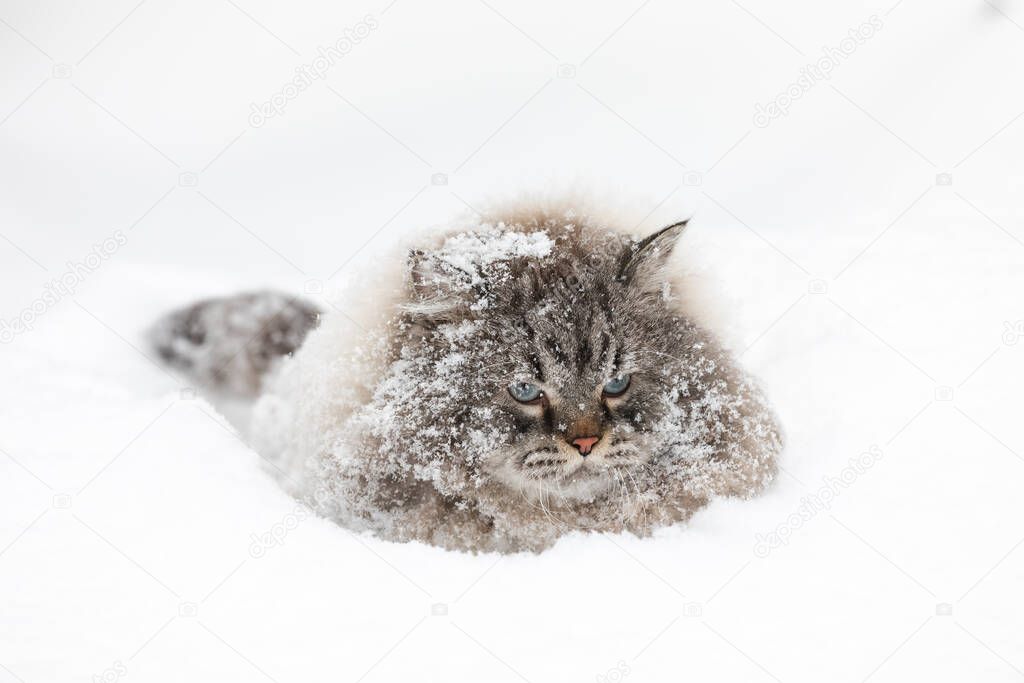 Covered with snow Neva Masquerade Siberian domestic cat sitting in a snowdrift during winter