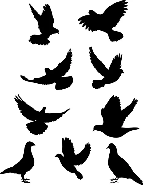 Pigeon silhouettes — Stock Vector