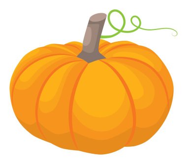 Autumn vegetable graphic vector illustration, isolated on white background.