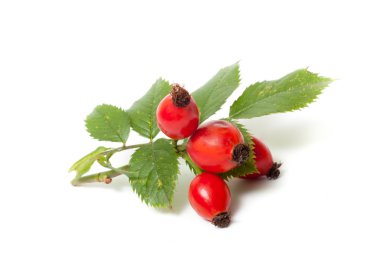Rose HIPS