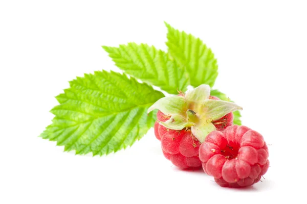 Two raspberry — Stock Photo, Image