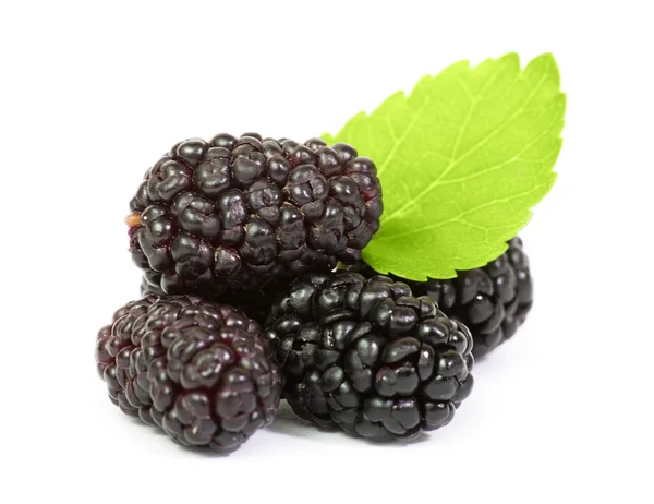 Mulberry — Stock Photo, Image