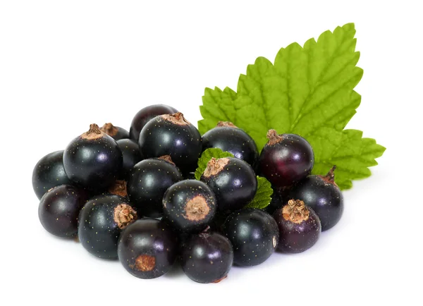 Black Currant — Stock Photo, Image