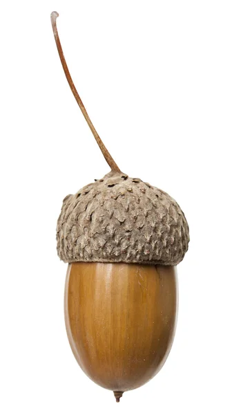 Acorn — Stock Photo, Image