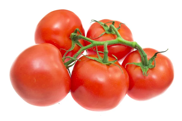 Rama de tomates aislados sobre fondo blanco —  Fotos de Stock