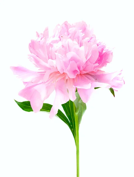 분홍색 모란 꽃 흰색 절연 — 스톡 사진