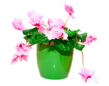 yeşil bir tencerede pembe Siklamen