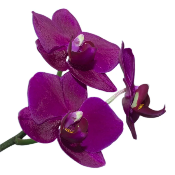 Fleur d'orchidée sur un fond blanc — Photo