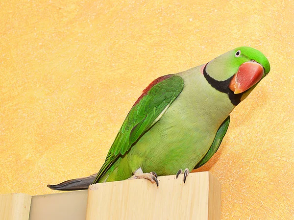 Ein großer grüner Papagei — Stockfoto