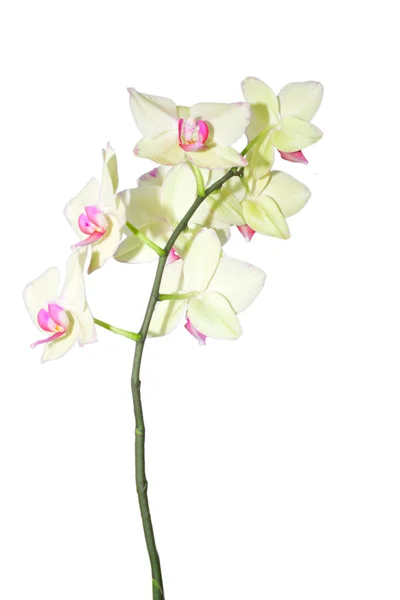 Orchid flower on a white background — Stock Photo, Image