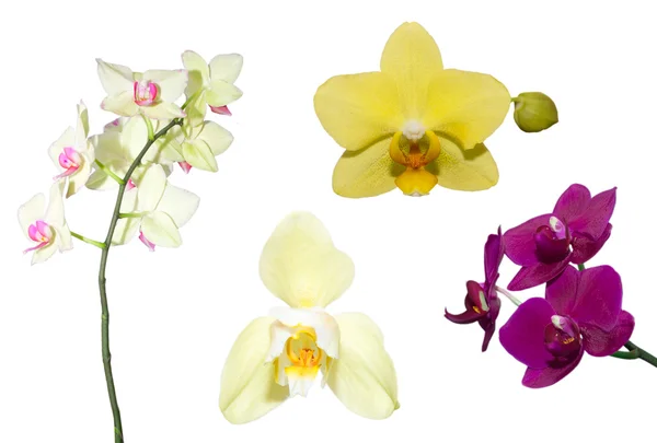 Set di fiori di orchidea su sfondo bianco — Foto Stock