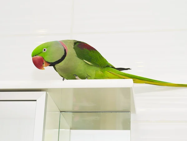 Un grande pappagallo verde — Foto Stock
