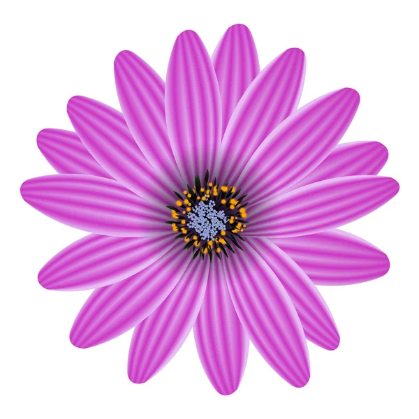 Üzerinde beyaz vektör illüstrasyon izole mor çiçek — Stok Vektör