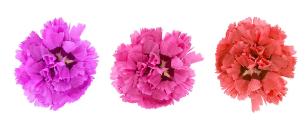 Renkli çiçek buketi — Stok fotoğraf