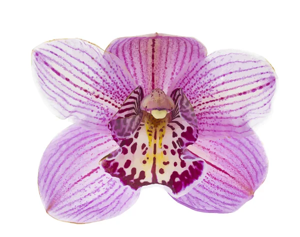 Roze orchid geïsoleerd op witte achtergrond vectorillustratie — Stockvector