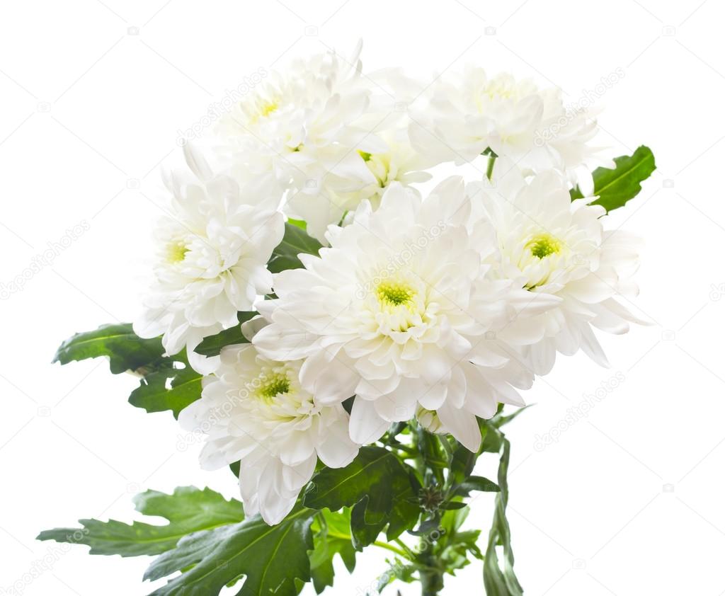 Bouquet of chrysanthemums isolated on white background