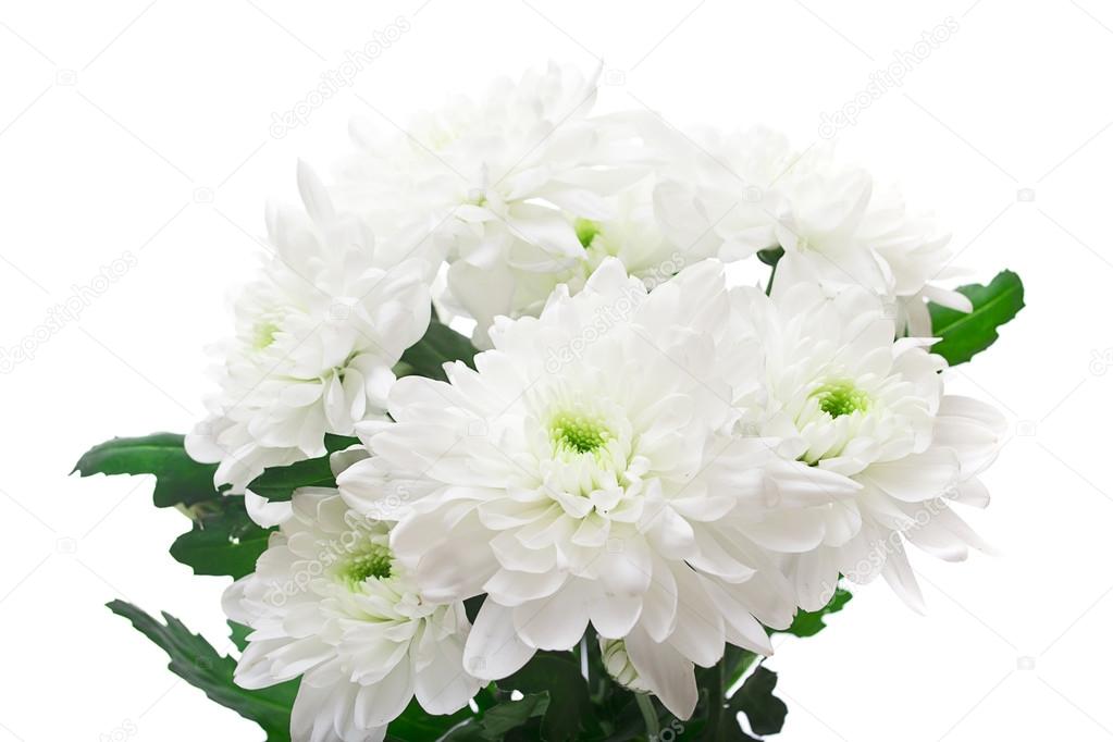 Bouquet of chrysanthemums isolated on white background