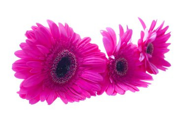 Gerbera beyaz arkaplanda izole edildi