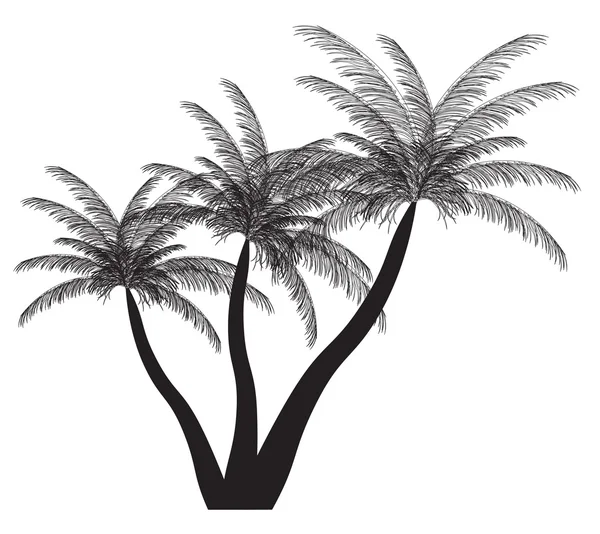 Силуэт пальмы. Векторная иллюстрация. EPS 10 . — стоковый вектор