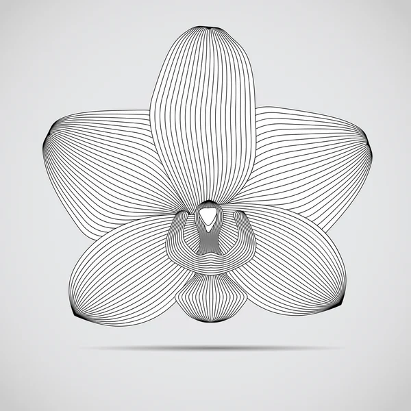 Flor de orquídea vetorial. Ilustração para o seu design . — Vetor de Stock