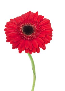 Gerbera çiçeği beyaz arkaplanda izole edilmiş