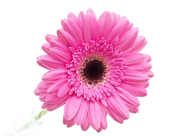 Flor de gerbera isolada sobre fundo branco — Fotografia de Stock