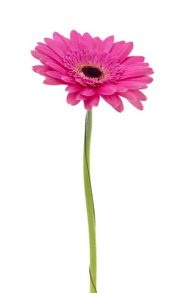 Gerbera-blomst isolert på hvit bakgrunn – stockfoto