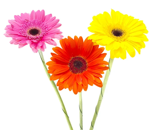 Gerbera květiny izolované na bílém pozadí — Stock fotografie