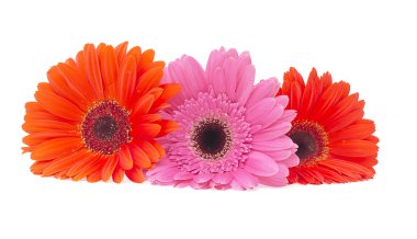 Gerbera çiçeği beyaz arkaplanda izole edilmiş