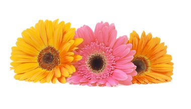 Gerbera çiçeği beyaz arkaplanda izole edilmiş