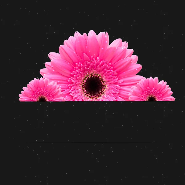 Gerbera bloem achtergrond — Stok fotoğraf