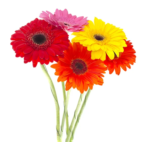 Flor de gerbera isolada sobre fundo branco — Fotografia de Stock