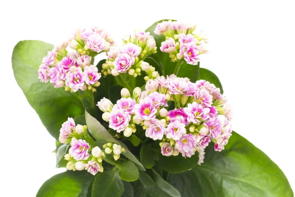 Pink Flower isolated on white — Stock Photo, Image