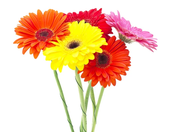 Flor de gerbera isolada sobre fundo branco — Fotografia de Stock