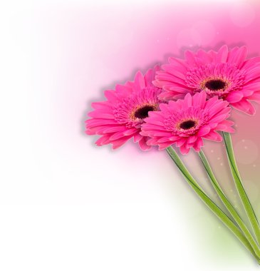 Gerbera bloem achtergrond