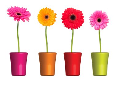 Gerbera çiçeği beyaz arkaplanda izole edilmiş
